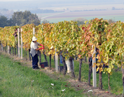 Weinlese in Lutzmannsburg Weinlese in Lutzmannsburg