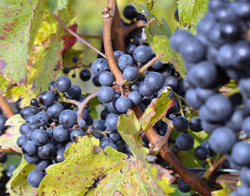 Weinbaugebiet Blaufränkischland